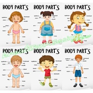 Parts of the Body / Body Parts, Laminated Educational Charts for Kids, A4 Size