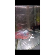 Cencu x SRD full pearl flowerhorn children's picture plastic, size 2-3 cm