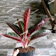 Ttt Aglonema Red Sumatra