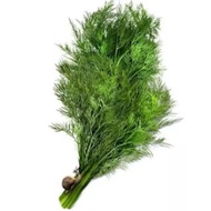INTENSIVE FRAGRANT HERBS DILL SEEDS -Anethum Graveolens