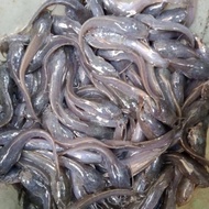 Bibit Ikan Lele Sangkuriang - Bibit Lele Pakan Predator - Lele bibit