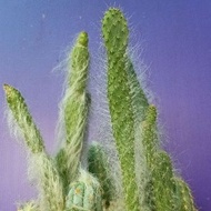 Fu Thorn Tree Drought-Resistant Opuntia Fort Height 15-20 Hours.