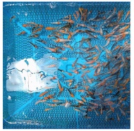 bibit ikan koi 2-3cm minimal order 20ekor