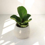 植栽 盆栽 l 琴葉榕 大瓶口胖U水泥盆 提琴盒形狀葉片 強散光