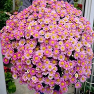 Flower Seeds Flower Seeds Small Daisy Flower Seeds Four Seasons Flowering Balcony Flowers Potted See