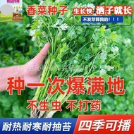 Four Seasons Coriander Seeds Daquan Farm Potted Seeds Big Leaf Coriander Coriander Seeds Vegetable S