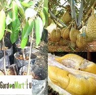 Durian Monthong Fruit Tree Anak Pokok Buah Bantal Mas 泰国榴莲王