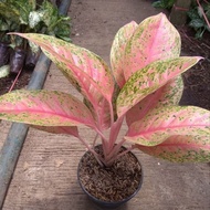 Tanaman Hias Aglonema Pink Lady (Calon Indukan) - Aglonema Pink Lady