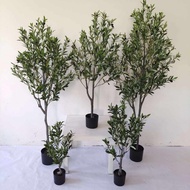 Pokok Viral Olive tree , Eucalyptus tree