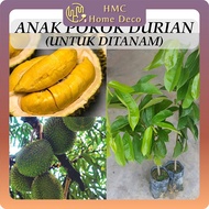 Anak Pokok Durian (Untuk Ditanam) Musang King / Tupai King / Duri Hitam Real Live Plant Pokok Hidup 猫山王榴莲 松鼠王榴莲 黑刺榴莲