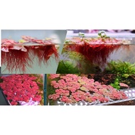 (D) 5 red-rooted water hyacinth plants to decorate aquariums - filter water