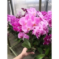 Fresh orchid pot 2.5( orkid butterfly hidup) [ONLY FOR WEST MALAYSIA]