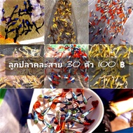 อาหารปลา  ลูกปลาหางนกยูงคละสาย 30 ตัว 100฿ มีประกันระหว่างจัดส่ง