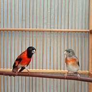 Red siskin klasik Sepasang siap tangkar