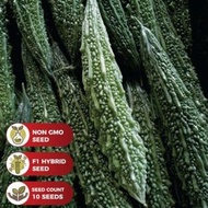 Benih Peria Katak F1 Hybrid/Bitter Gourd Seeds F1 Hybrid