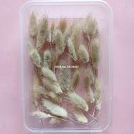 Dried Flower Lagurus Head Bunga Kering Rabbit Bunny Tail Bunga Kering