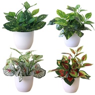 [GO]1PCS Fresh Fresh  Foliage Desktop  Potted Mall