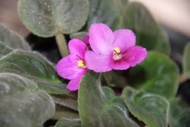Tanaman Hias Begonia Violces Pink/Begonia Mawar Pink/Bunga Bertumpuk