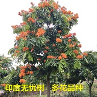 Indian Flower Sapling Zi Luo Tree Famous Seedlings Christmas Tree Bodhi Banyan Tree Garden Landscape Tree Bonsai