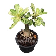 ชวนชมใบด่าง ดอกสีชมพู กระถาง 6 นิ้ว Adenium obesum variegated pot 6”