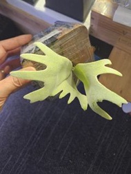 P. Bogor Suddan sporeling 波哥蘇丹孢子苗鹿角蕨