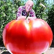 . 50 Pcs Dwarf Giant Bonsai Tomato Domates Delicious Heirloom Organic Vegetables Fruit Home Garden F