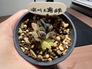 種植/植物 多肉、十二卷 玉露錦