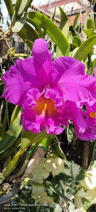 กล้วยไม้ แคทลียา Cattleya แคทลียาพิงค์เอ็มเพลส สีชมพูอมม่วง ดอกใหญ่ มีกลิ่นหอม ขนาดกระถาง3นิ้วครึ่ง ไม่ติดดอก