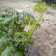 Benih Pokok Pucuk Paku Ikan/ Pakis Ikan/ vegetable ferns / Diplazium esculentum (Big size)