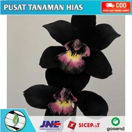 Tanaman Hias hidup Anggrek Dendrobium Black Papua-bunga Anggrek hidup-Tanaman hias Hidup-Bunga Hidup-bunga anggrek-tanaman bunga-bibit bunga anggrek hidup-bunga gantung hidup-tanaman bunga