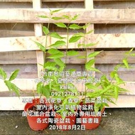 憂遁草(沙巴蛇草)/健康無毒/自然農法種植