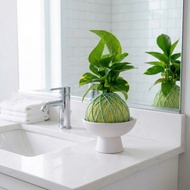 苔球植物 黃金葛粉綠苔球加磨砂高腳缽 苔球 苔玉 禮物 盆栽