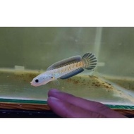 AURANTI CB GRADE A SORTIRAN SIZE 3-4CM FULL PAKAN PELET