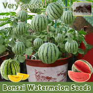 [Easy to grow in Philippines] Fresh Watermelon Seeds Fruit Seeds for Planting Fruit Plants (15 Seed)