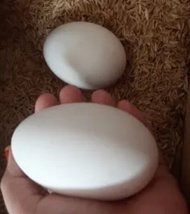 Telur Angsa Fress -Telur Soang Fress