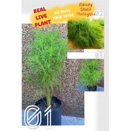Green Plant Live Plant Dill Herbs Plant Herb Pokok Herba