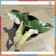 เงินไหลมาด่าง Syngonium Albo ฟอร์มสวย flashsale ลดกระหน่ำ