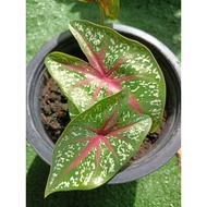 keladi/caladium red star