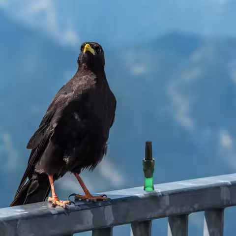 Outdoor Crow Calling Whistle Compact Lightweight Plastic Bird Caller Device for Bird Watching Huntin