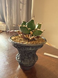 Katachi  植木鉢送白鯨龍舌蘭 象牙宮 象足漆樹 塊根植物
