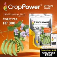 (500 GRAM) Biji Benih Kacang Pis Sweet Dream 豆宝 FP300 CROP POWER Sweet Pea Seed 甜豆种子 FP 300