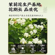 茉莉花干花茶叶雪球特一级官方正品浓香型新花茶食用优选Jasmine dried flower tea snowball, Special Grade I, official and authentic