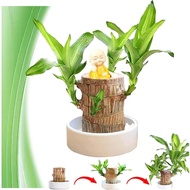 Brazilian Wood Plant,Brazilian Lucky Tree，Fortune Brazilian Lucky Wood Plant,Mini Brazil Wood for De