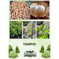 Tampoi / Pokok Hybrid / Buah Ngeke / Anak Pokok Ngeke