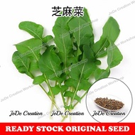 Benih Rocket / (Arugula)Rocket Seeds / 芝麻菜种子