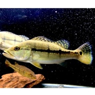 Pbass Xingu size 11-13 cm