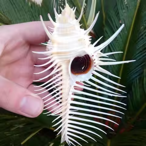Natural Conch Shell Venus Snail Bone Snail Specimen Snail Window Decoration Aquarium Fish Tank Lands