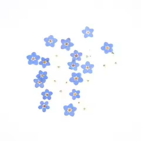 DIY Jewelry Candle Making Natural Pressed Flower Forget-Me-Not Don't Forget Me Dried Flowers