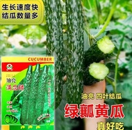 Green heart cucumber seeds high-yield green leaf Sanbomei No. 9 cucumber seeds cold-resistant heat-resistant early spring summer autumn vegetable