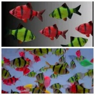 20 glowfist Sumatran tiger barb heads